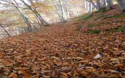Verso Piancaladï¿½